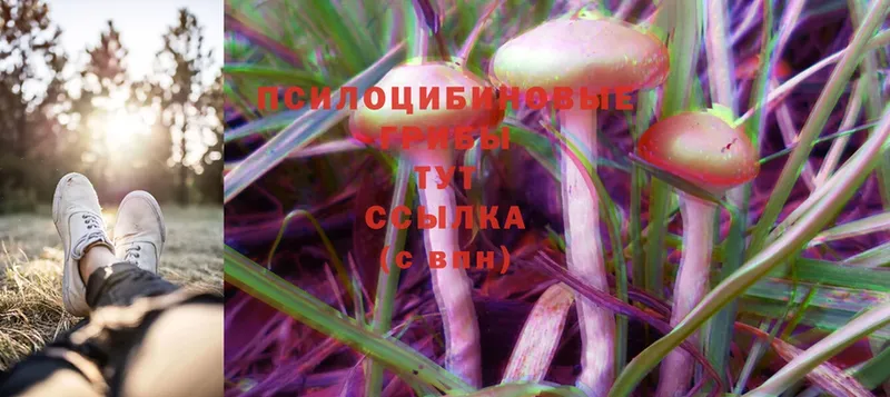 даркнет сайт  Гурьевск  Галлюциногенные грибы Cubensis 