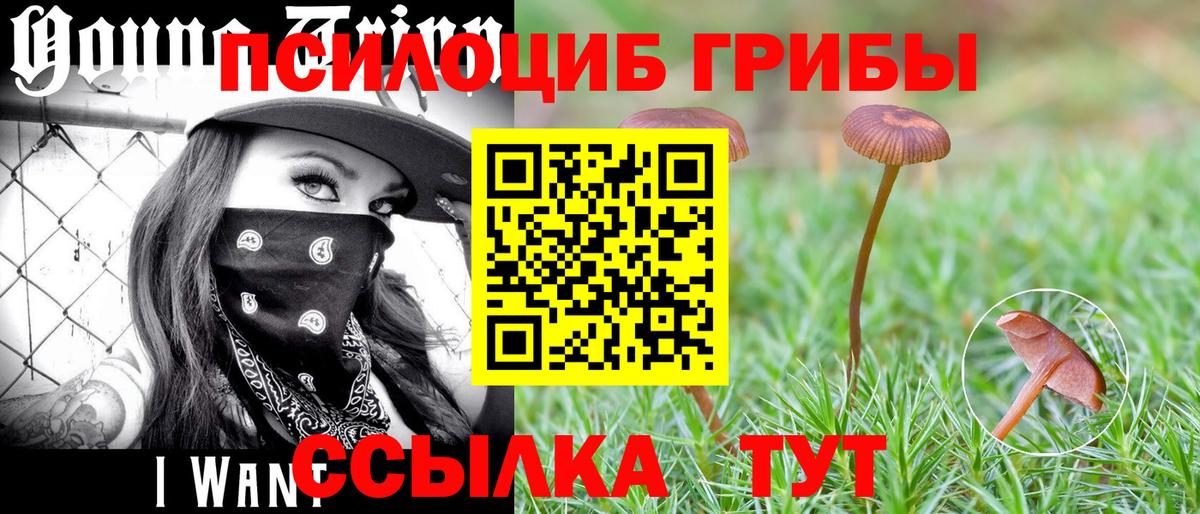 Псилоцибиновые грибы GOLDEN TEACHER  цена   Гурьевск 